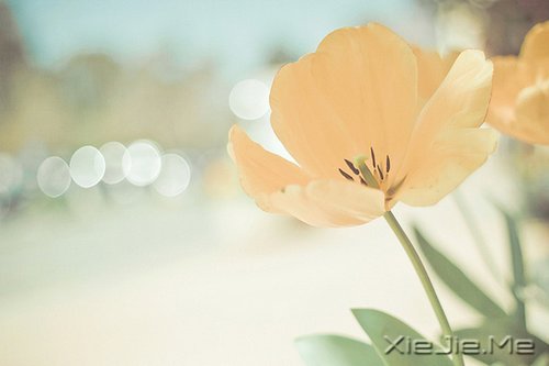 私奔吧,哪怕一个人 (4)