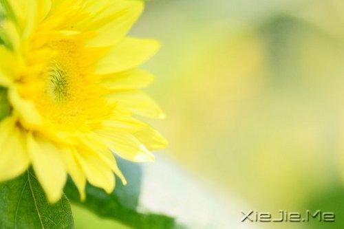 ������;���߹���֪��ǳ (9)