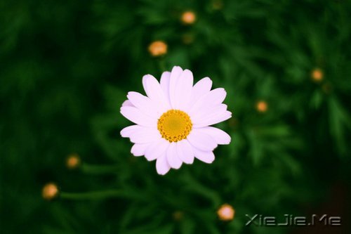 早安心语:做自己生命的主角,而不是别人生命中的看客 (5)