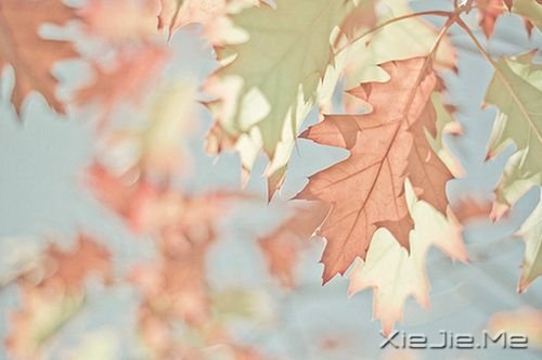 早安心语:做一杯清澈的白开水,温柔的刚刚好 (10)