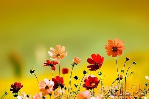 晚安心语:青春带着疼痛,却又义无反顾 (6)