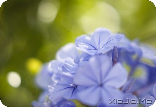 早安心语:我只有笑的很欢,忧伤才不会被看穿 (9)