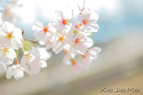 小清新图片 (12)