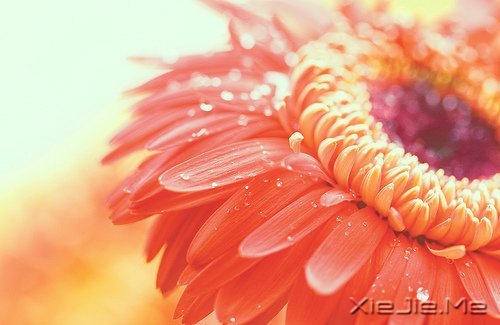 感人故事:再远也远不过生死